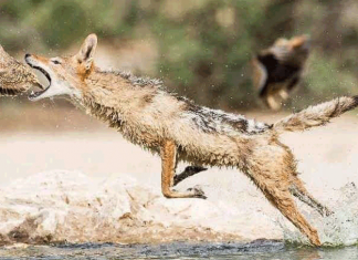 Шакалы: откуда пришли и чем они опасны для экосистемы?