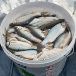 Ну, вобла, погоди!