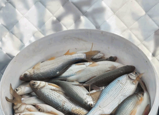 Ну, вобла, погоди!