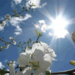 Апрель – цветень, май зазывает