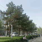 Многолетние сосны стали жертвой строителей. Осталась только фоточка…