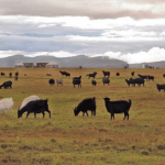 Малопродуктивные пастбища можно получить в аренду