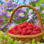 Июль косит и жнёт, долго спать не даёт