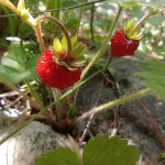 Солнечная ягода – горный лекарь