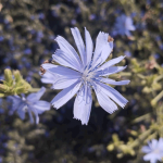 Напиток для детей и долгожителей