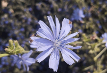 Напиток для детей и долгожителей