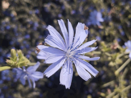 Напиток для детей и долгожителей