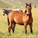 В Кыргызстане создан государственный холдинг племенного коневодства