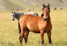 В Кыргызстане создан государственный холдинг племенного коневодства