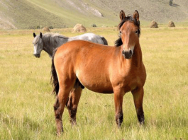 В Кыргызстане создан государственный холдинг племенного коневодства