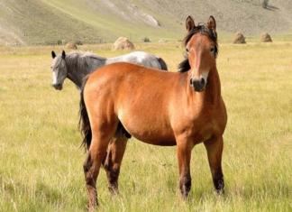 В Кыргызстане создан государственный холдинг племенного коневодства
