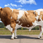 Фермеры могут бесплатно получить племенной материал элитных пород КРС