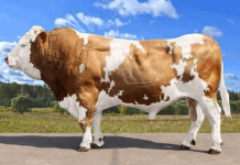 Фермеры могут бесплатно получить племенной материал элитных пород КРС