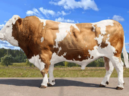 Фермеры могут бесплатно получить племенной материал элитных пород КРС