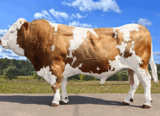 Фермеры могут бесплатно получить племенной материал элитных пород КРС