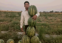 Признание успехов кыргызстанского агрария