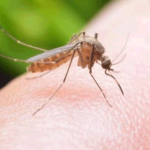 Людей с какой группой крови «любят» комары