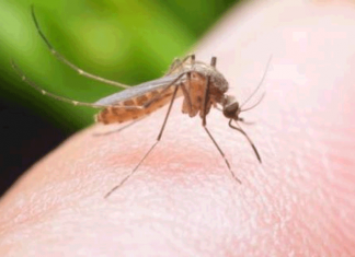 Людей с какой группой крови «любят» комары