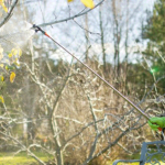 Опрыскайте этим деревья — весной результат удивит