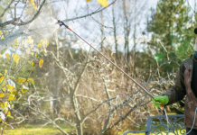 Опрыскайте этим деревья — весной результат удивит