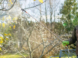 Опрыскайте этим деревья — весной результат удивит