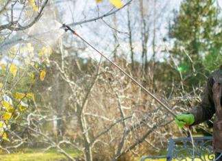 Опрыскайте этим деревья — весной результат удивит