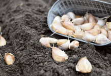 Сроки решают всё: от этого зависит, будет ли чеснок крупным