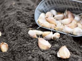 Сроки решают всё: от этого зависит, будет ли чеснок крупным