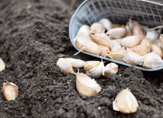 Сроки решают всё: от этого зависит, будет ли чеснок крупным