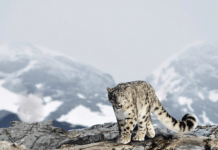 Мир услышал Кыргызстан