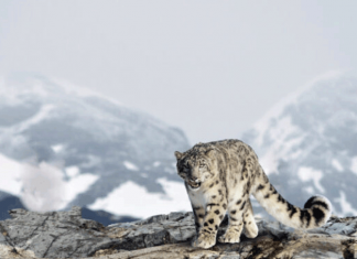 Мир услышал Кыргызстан