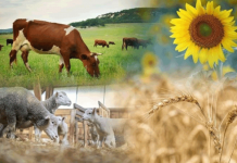 Перенесены сроки проведения сельскохозяйственной переписи