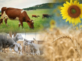 Перенесены сроки проведения сельскохозяйственной переписи