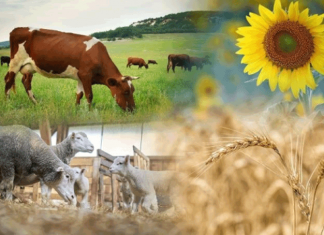 Перенесены сроки проведения сельскохозяйственной переписи