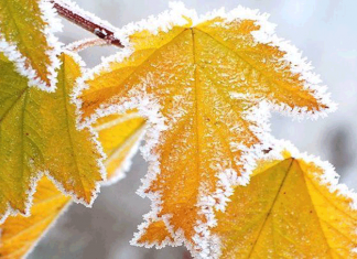 Ноябрь зиму в гости приглашает