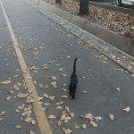 Чёрный кот – друг пешехода