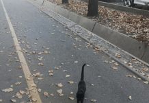 Чёрный кот – друг пешехода