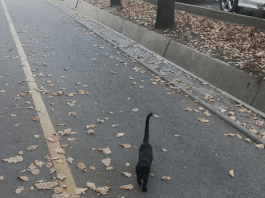 Чёрный кот – друг пешехода