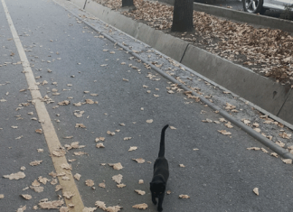 Чёрный кот – друг пешехода