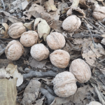 Беды орехового леса