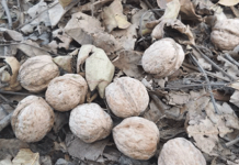 Беды орехового леса