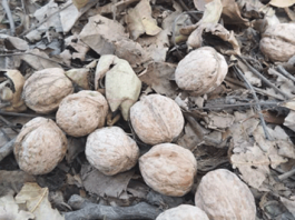 Беды орехового леса