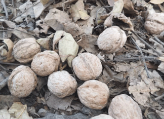 Беды орехового леса