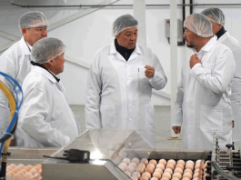 Мяса птицы станет больше