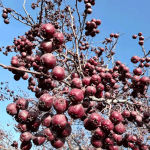 «Утешает» нервы и лечит сердце