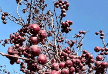 «Утешает» нервы и лечит сердце