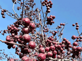 «Утешает» нервы и лечит сердце