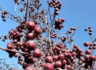 «Утешает» нервы и лечит сердце