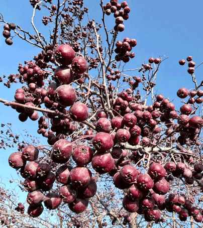 «Утешает» нервы и лечит сердце