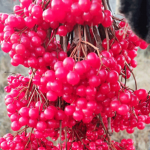 Хвалила себя калина, что «я с мёдом хороша»